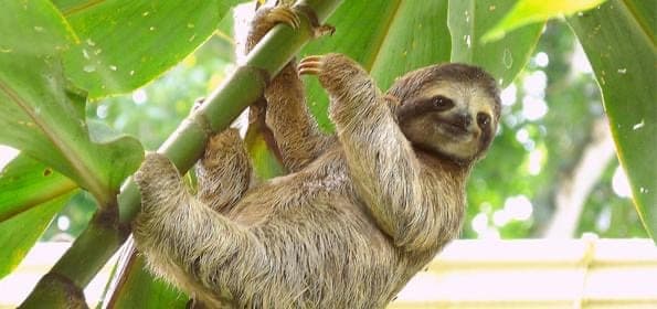 Sloth in the tropical rainforest of Costa Rica